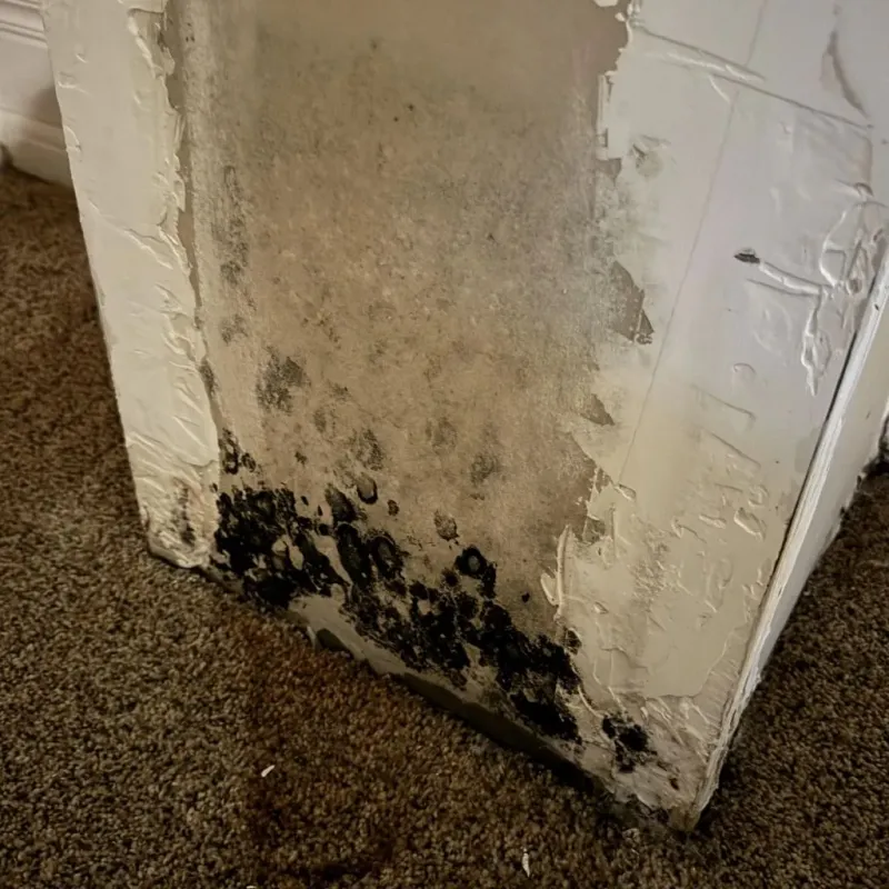 Professional Mold Removal in Providence County, RI